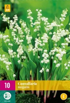 CONVALLARIA majalis