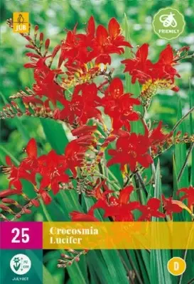 CROCOSMIA 'Lucifer' - image 1