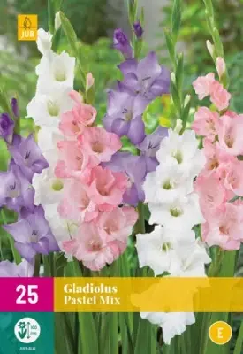 Gladiolus pastel mix