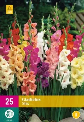Gladiolus mix