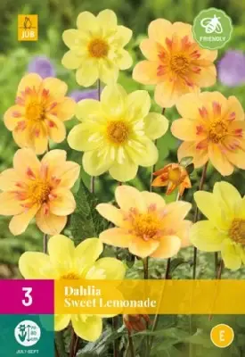 DAHLIA Sweet Lemonade