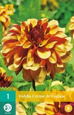 DAHLIA 'Creme de Cognac'