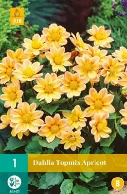 DAHLIA 'Topmix Apricot'