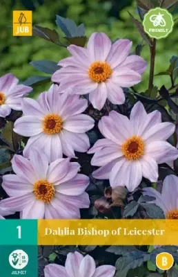 DAHLIA 'Bishop of Leicester'
