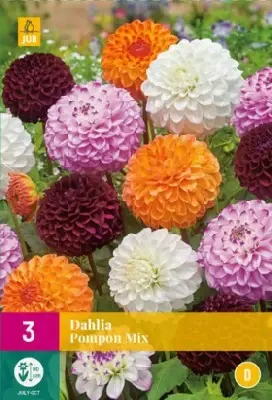DAHLIA Pompon mix