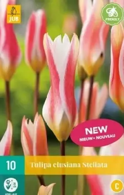 TULIPA clusiana stellata