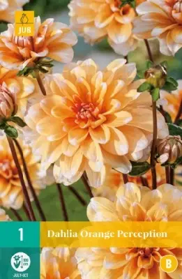 DAHLIA 'Orange Perception'