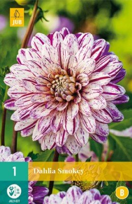 DAHLIA 'Smokey'