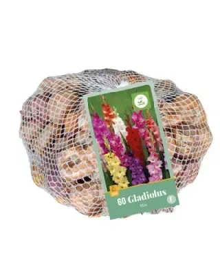 Gladiolus mix