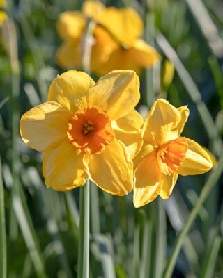 Narcissus 'Kedron'