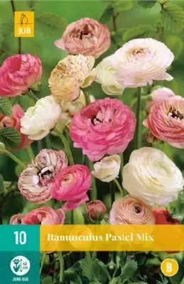 RANUNCULUS pastel mixed