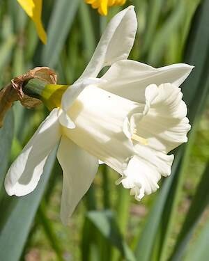 Narcissus 'Mount Hood'