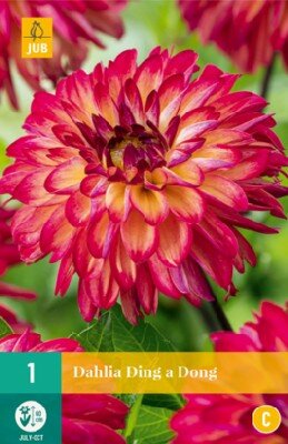 DAHLIA 'Ding a Dong'