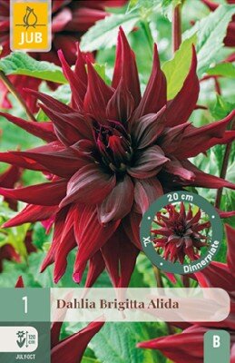 DAHLIA 'Brigitta Alida'
