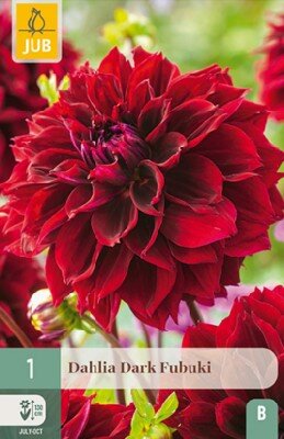 DAHLIA 'Dark Fubuki'