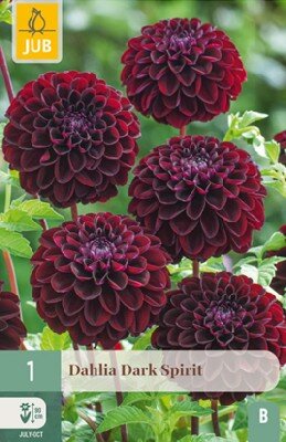 DAHLIA 'Dark Spirit'