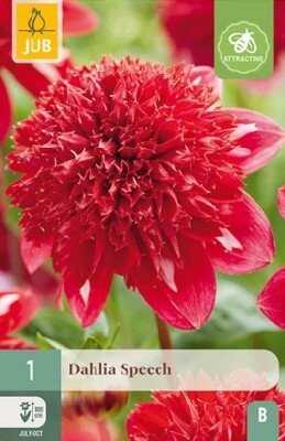 DAHLIA 'Speech'