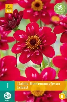 DAHLIA 'Hootenanny Swan Island'