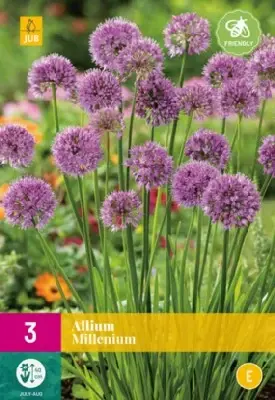 ALLIUM 'Millennium'
