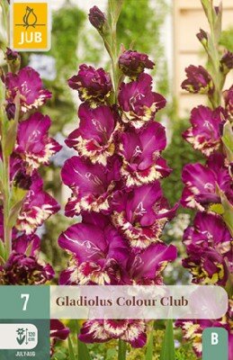 Gladiolus 'Colour Club'
