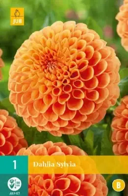 DAHLIA 'Sylvia'