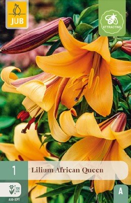 LILIUM 'African Queen'