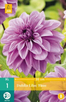 DAHLIA 'Lilac Time'