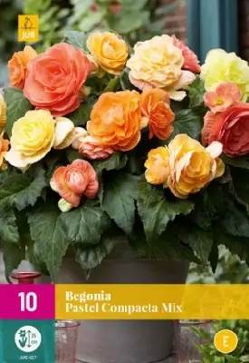 BEGONIA Pastel Compacta Mix