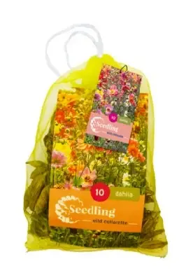 DAHLIA Seedling Collarette Mix