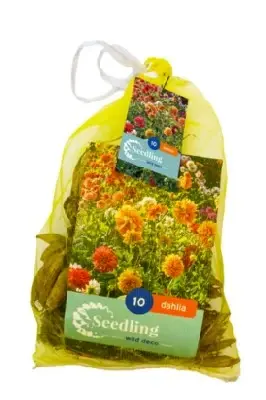 DAHLIA Seedling Decorative Mix