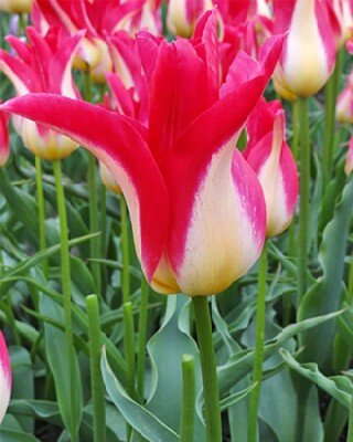 TULIPA 'Strawberry Romanoff'