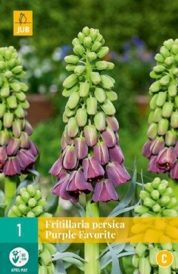 FRITILLARIA Purple Favorite'