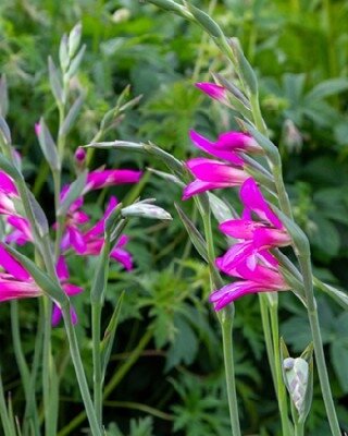 GLADIOLUS com byzantinus