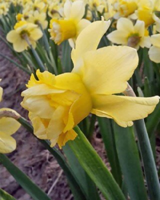 Narcissus 'Milena'