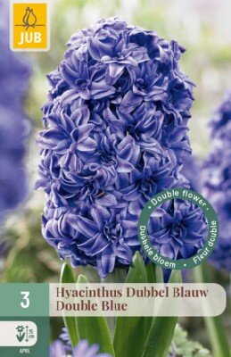 HYACINTHUS 'Double Blue'