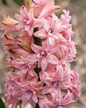 HYACINTHUS 'Double Pink'
