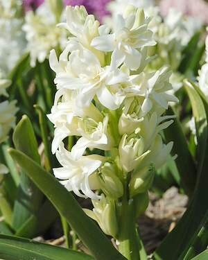 HYACINTHUS 'Double White'