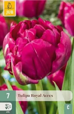 TULIPA 'Royal Acres'