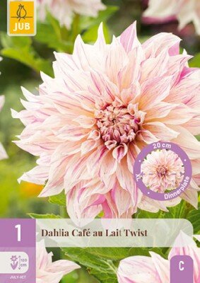 DAHLIA 'Cafe au Lait Twist'