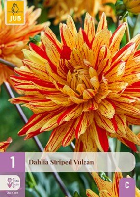 DAHLIA 'Striped Vulcan'