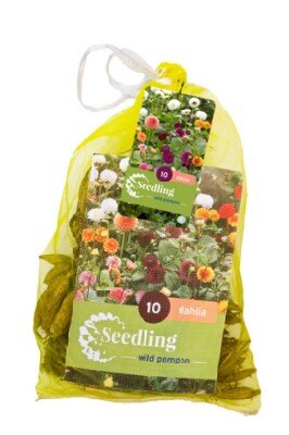 DAHLIA Seedling Pompon Mix