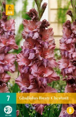 Gladiolus 'Rusty Chestnut'