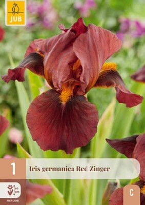 IRIS 'Red Zinger'