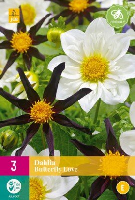 DAHLIA Butterfly Love