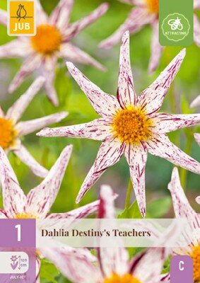 DAHLIA 'Destiny's Teachers' - image 3