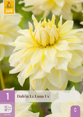 DAHLIA 'La Luna US'