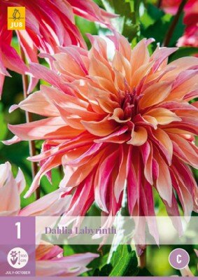 DAHLIA 'Labyrinth'