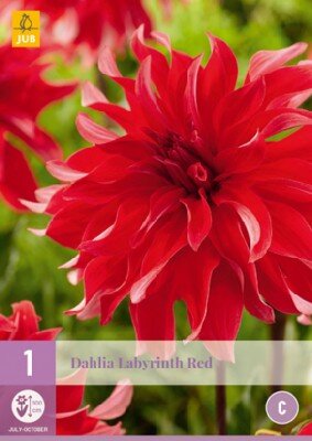 DAHLIA 'Red Labyrinth'