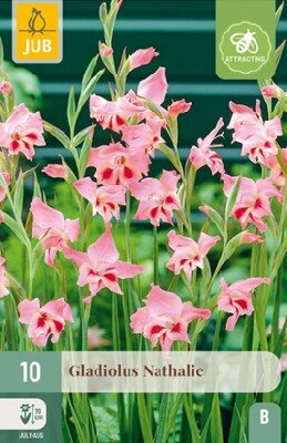 GLADIOLUS nanus 'Nathalie'