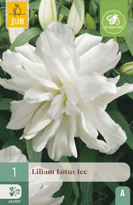 LILIUM 'Lotus Ice'